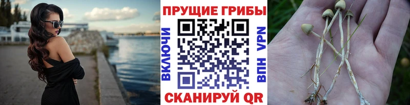 Галлюциногенные грибы мицелий  продажа наркотиков  Рассказово 